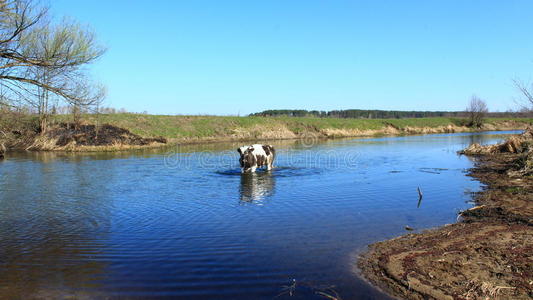 牛在河里