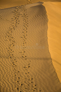 沙丘上的脚步声