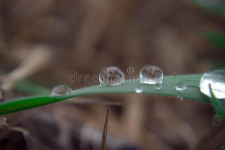 植物 自然 液滴 花园 郁郁葱葱 特写镜头 春天 露水 叶片