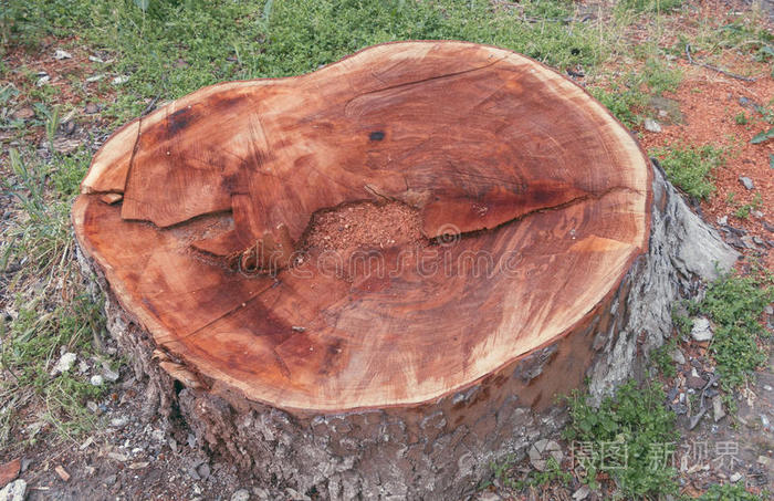 自然 锯末 保护 植物 树皮 树桩 松木 木材 古老的 生态学