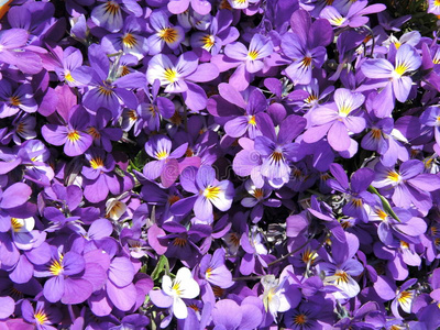 插图 紫罗兰 三色堇 夏天 自然 花开 美好的 纹理 美丽的