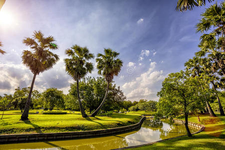 公园 自然 植物 夏天 树叶 闪耀 风景 森林 季节 太阳