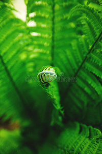 雨衣 植物学 美丽的 生物学 特写镜头 植物区系 环境 蕨类植物