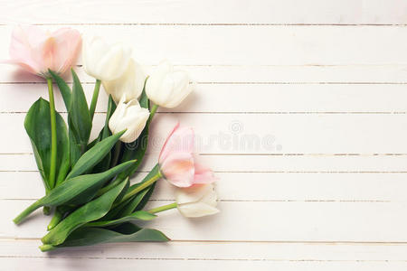 背景有新鲜的粉红色和白色郁金香花