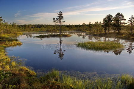 池塘 夏天 自然 天空 沼泽 拉赫马 欧洲 目的地 早晨