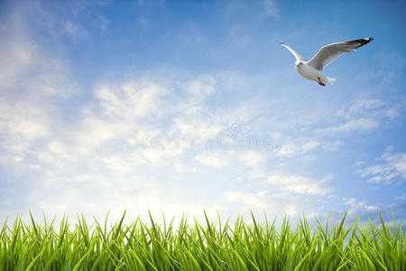 天空下的草地和飞鸟