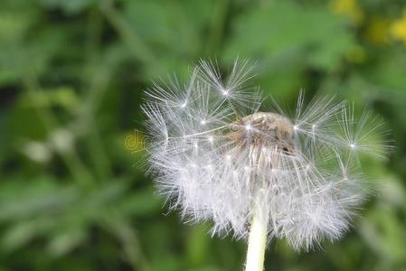 缩放 春天 夏天 脱色 种子 蒲公英 绒毛 吹气球 外向