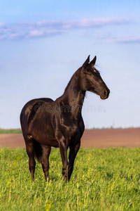 春天田野里的黑马照片