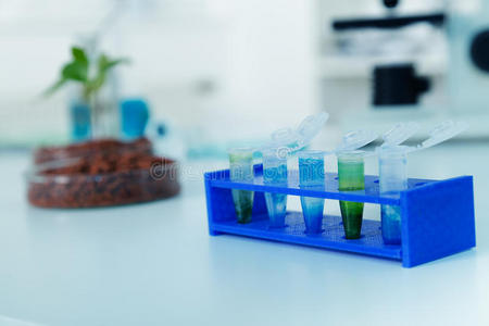 在培养皿中测试的转基因植物