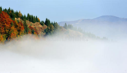 山坡上的森林