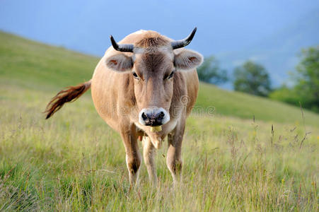 山上牧场上的奶牛