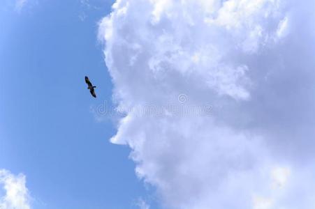 猎鹰飞过天空