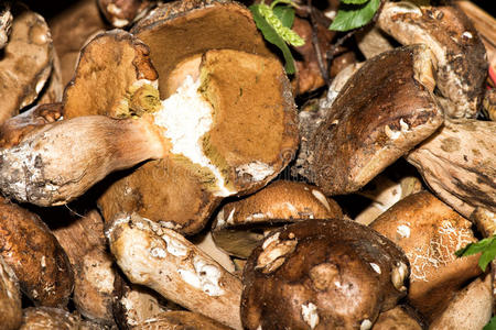 新鲜的波西尼蘑菇在市场上出售