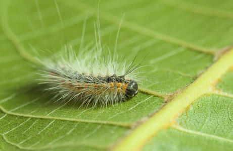 caterpiller公司毛茸茸的害虫毛毛虫照片