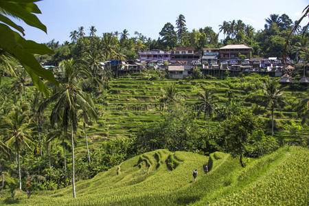 作物 巴厘岛 环境 文化 成长 瓷器 粮食 印度尼西亚 稻谷
