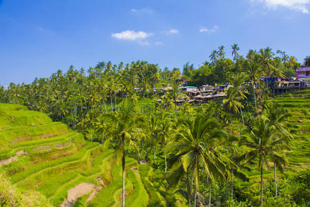 植物 种植园 风景 收获 梯田 瓷器 自然 印度尼西亚 食物