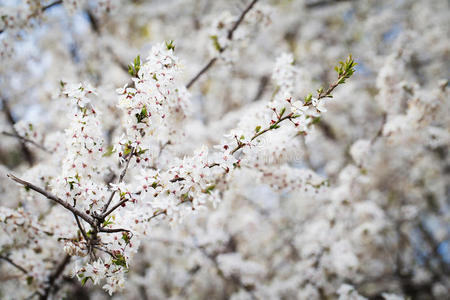 樱花树