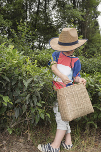 男孩采摘茶叶