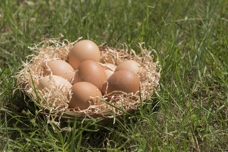 草坪上的鸡蛋