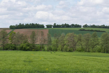 植物 农田 土地 农场 领域 鲁拉 国家 风景 草地 环境