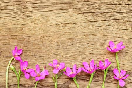 粉红色 边缘 落下 植物 春天 秋天 咕哝 自然 纹理 复古的