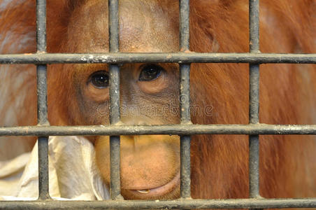 雌性猩猩在动物笼子里感到悲伤