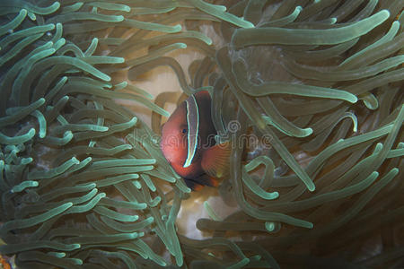 小丑鱼在发光海葵在帕德雷伯戈斯，莱特，菲律宾
