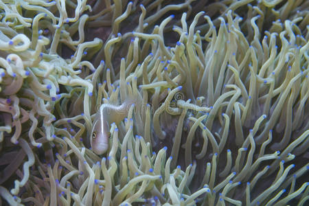 海滩 底部 布尔戈斯 银莲花 深的 努力 宝贝 潜水 珊瑚