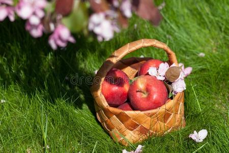 篮子 美女 开花 花园 饮食 粉红色 季节 水果 收获 苹果