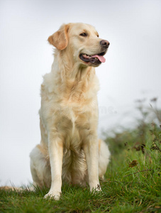 阳光明媚的日子里，金毛猎犬