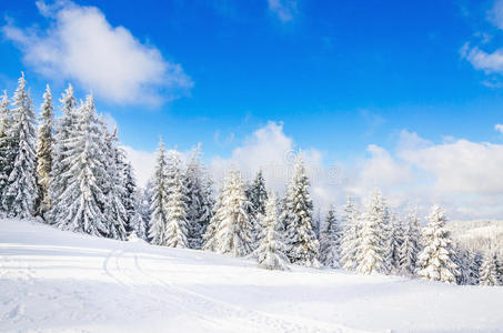 冷杉 颜色 天空 降雪 森林 旅行 新的 美丽的 小山 环境