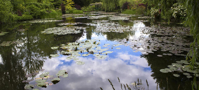 湿地 睡莲 自然 春天 沼泽 植物 河道 小溪 风景 反射