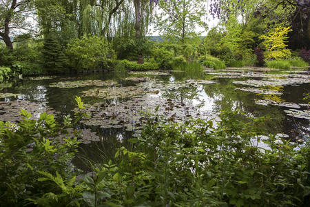 小溪 生态系统 若虫 生物群系 植被 雨林 河口 花园 池塘