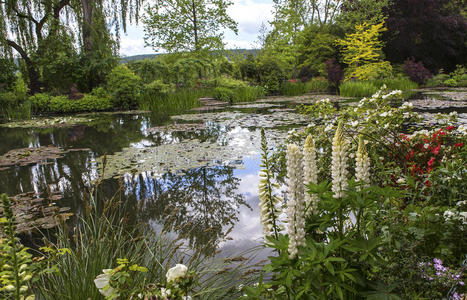 湿地 植物 春天 国家 睡莲 花园 若虫 自然 银行 风景