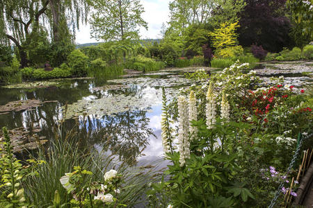 风景 银行 春天 植物区系 池塘 河道 睡莲 反射 若虫