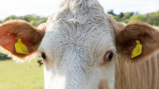 大眼睛的牛照片