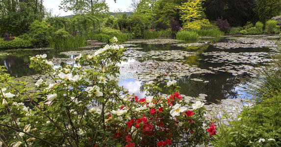 银行 河道 园林绿化 池塘 风景 植被 若虫 植物区系 植物