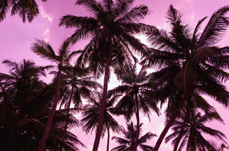 海洋 地平线 赏金 目的地 黄昏 粉红色 假日 海岸 苏梅岛