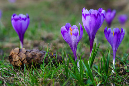 季节 番红花 紫色 花瓣 开花 花园 自然 植物区系 特写镜头