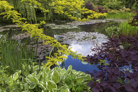 自然 植被 植物 花园 流动 秋天 春天 植物区系 湿地