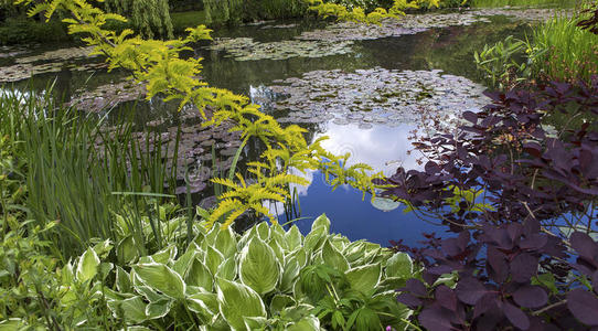 反射 湿地 流动 银行 花园 自然 池塘 植物区系 睡莲