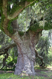 一棵古老的大树