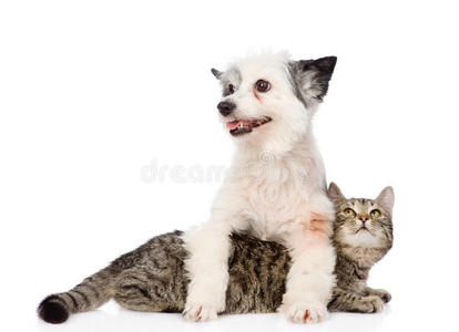 狗和猫在一起。在白色背景上隔离