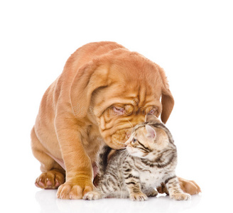 波尔多小狗亲吻孟加拉小猫. 在白色上隔离照片