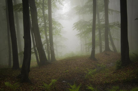 带雾的绿色天然森林