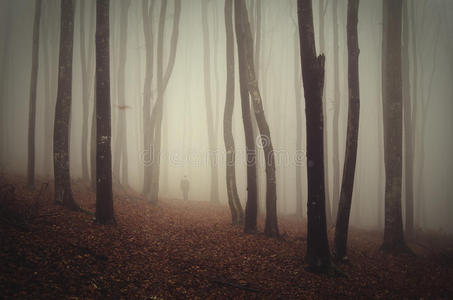 秋天后神秘森林中的雾槽树木