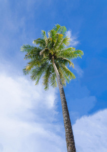 蓝天背景下的绿色棕榈树