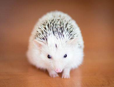 木地板上可爱的白色刺猬照片