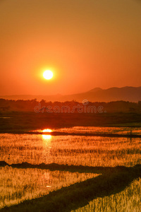 夏天 太阳 春天 风景 高尔夫球运动 阳光 自然 美丽的