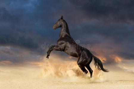马饲养黑马饲养起来照片
